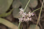 Michaux's milkweed